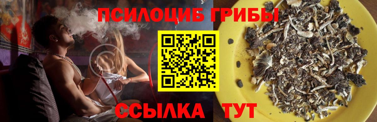 Рязань  закладки  Вход с VPN  Псилоцибиновые грибы Psilocybine cubensis 